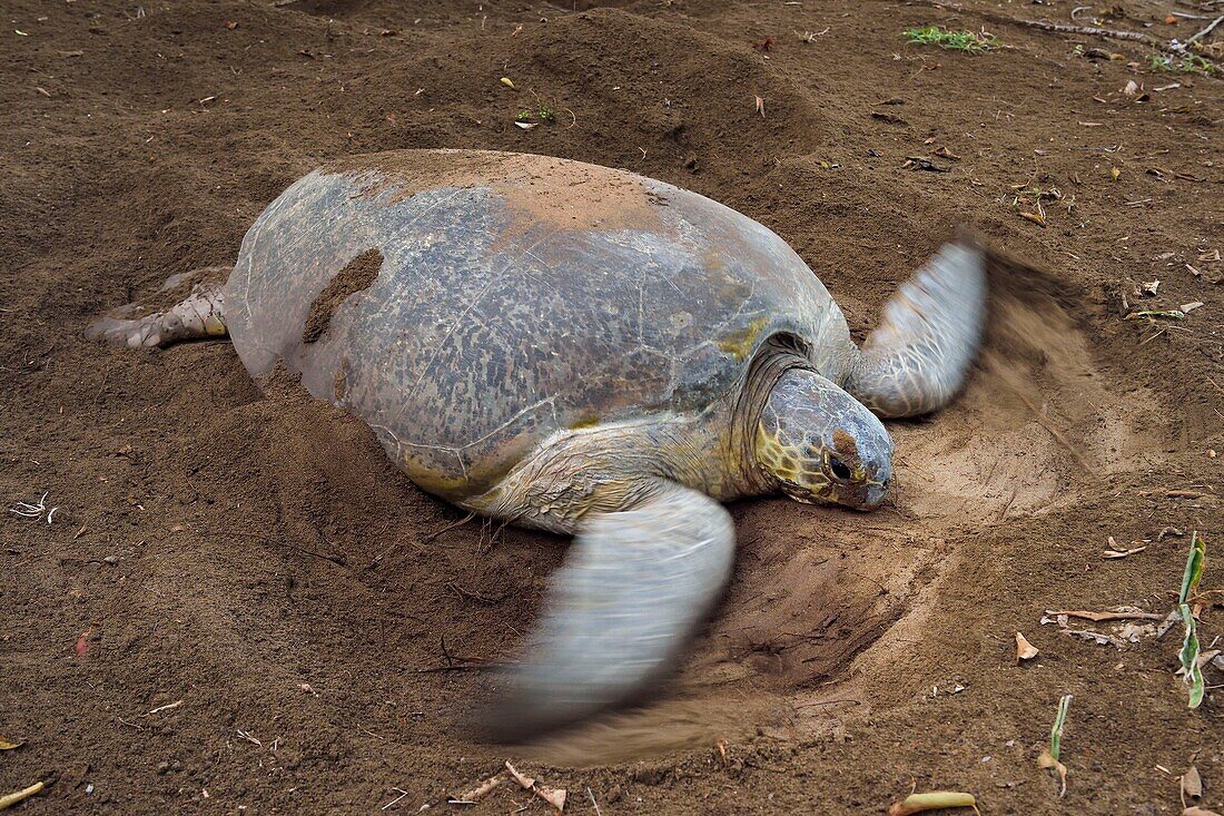 Frankreich, Insel Mayotte (französisches Überseedepartement), Grande Terre, Kani Keli, Strand N'Gouja, Garten Maore, Grüne Meeresschildkröte (Chelonia mydas), die ihre Eier nach der Eiablage mit Sand bedeckt