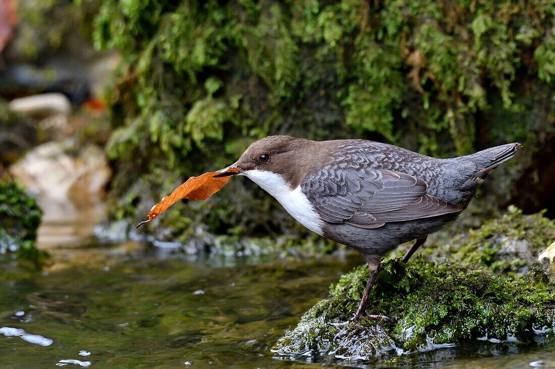 France, Doubs, valley of the Creuse, White throated dipper (Cinclus cinclus) in the brook, adult hunting to feed its young