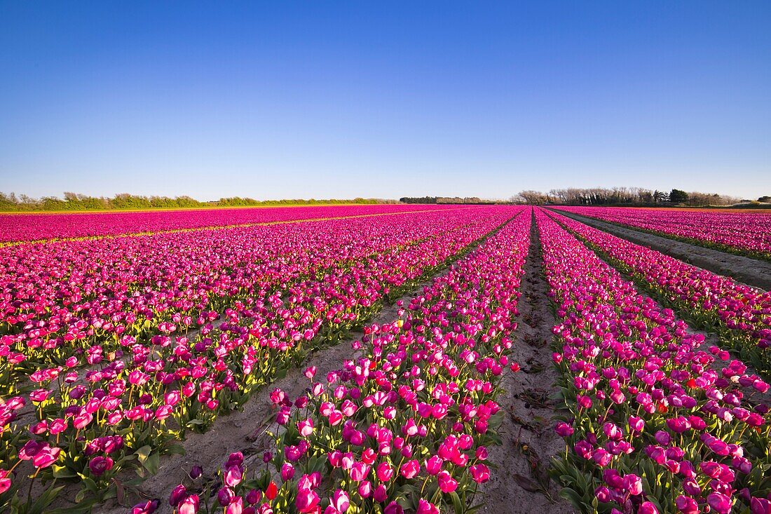 Frankreich, Finistere, Bigouden Land, Plomeur, La Torche Tulpen- und Mohnblumenanbau