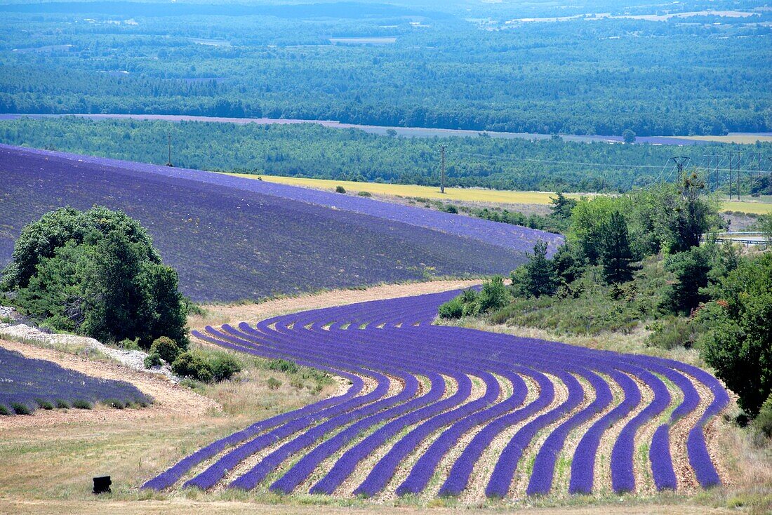 France, Drome, Ferrassieres, lavender fields