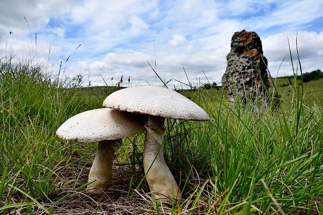 Frankreich, Lozere, Causse Mejean, Pilze und Menhir auf einer Wiese