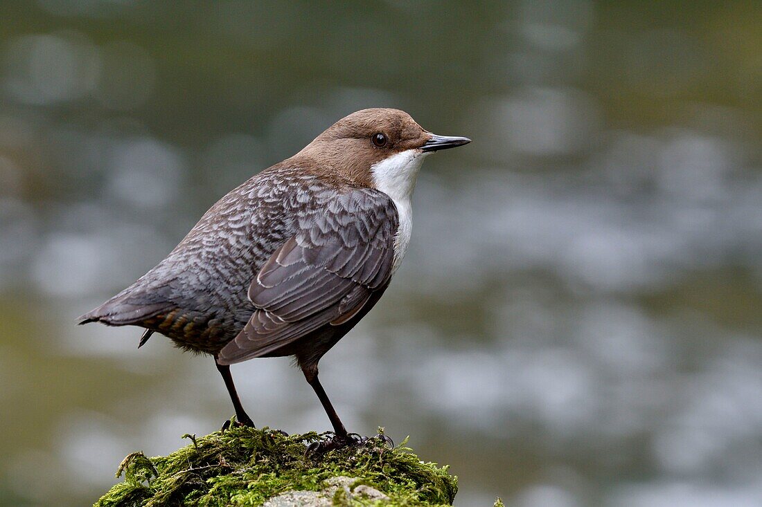 Frankreich, Doubs, Tal der Creuse, Wasseramsel (Cinclus cinclus) im Bach, Altvogel auf der Jagd nach Futter für seine Jungen