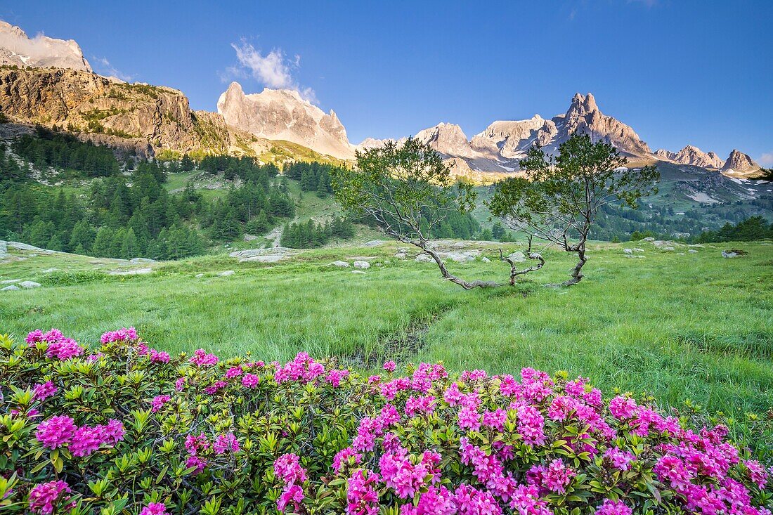 France, Hautes Alpes, Nevache, La Claree valley, flowering Rhododendron ferruginous (Rhododendron ferrugineum), in the background the massif of Cerces (3093m) and the peaks of the Main de Crepin (2942m)