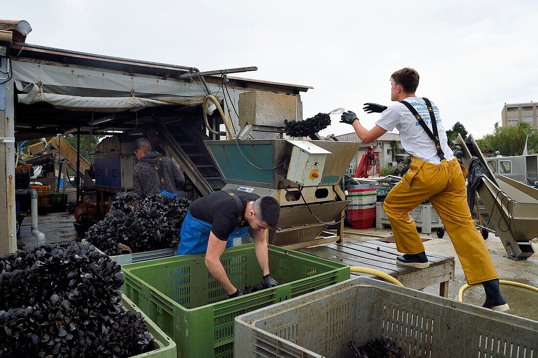 Frankreich, Var, La Seyne sur Mer, der Austernzüchter Jean Christophe Giol in der Bucht von Tamaris