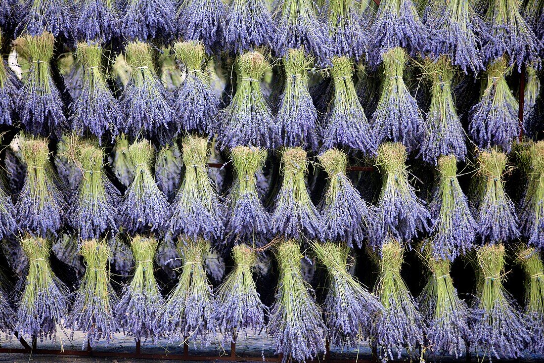 Frankreich, Drôme (26), FerrassiËres, trocknender Lavendel