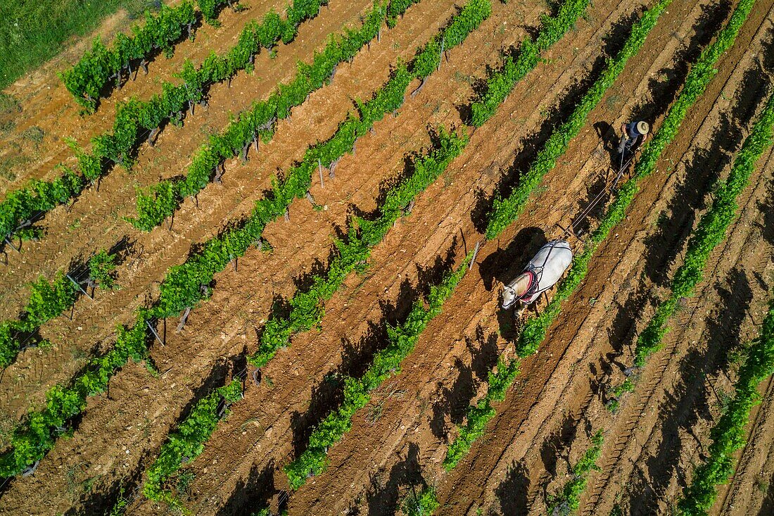 Frankreich, Var, Presqu'ile de Saint Tropez, Gassin, Domaine de la Rouillere, Jean Louis und Christine Calla pflügen eine Weinbergsparzelle mit ihrem Pferd