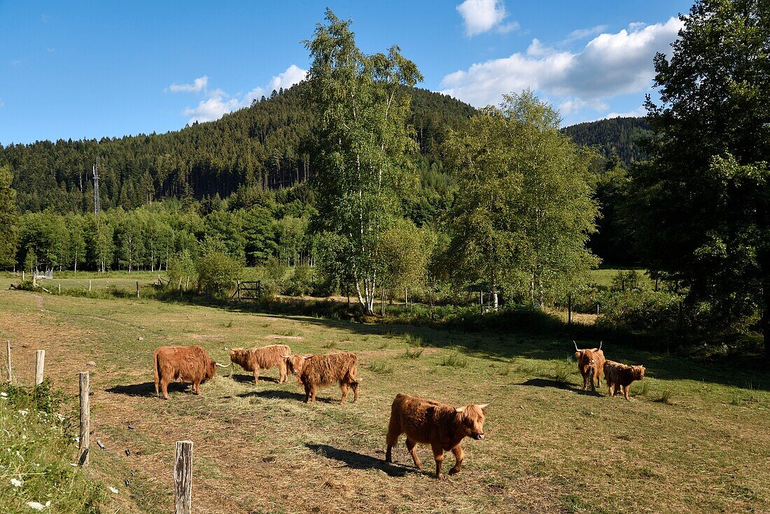 France, Moselle, Turquestein Blancrupt, valley, clearing, Highland cows