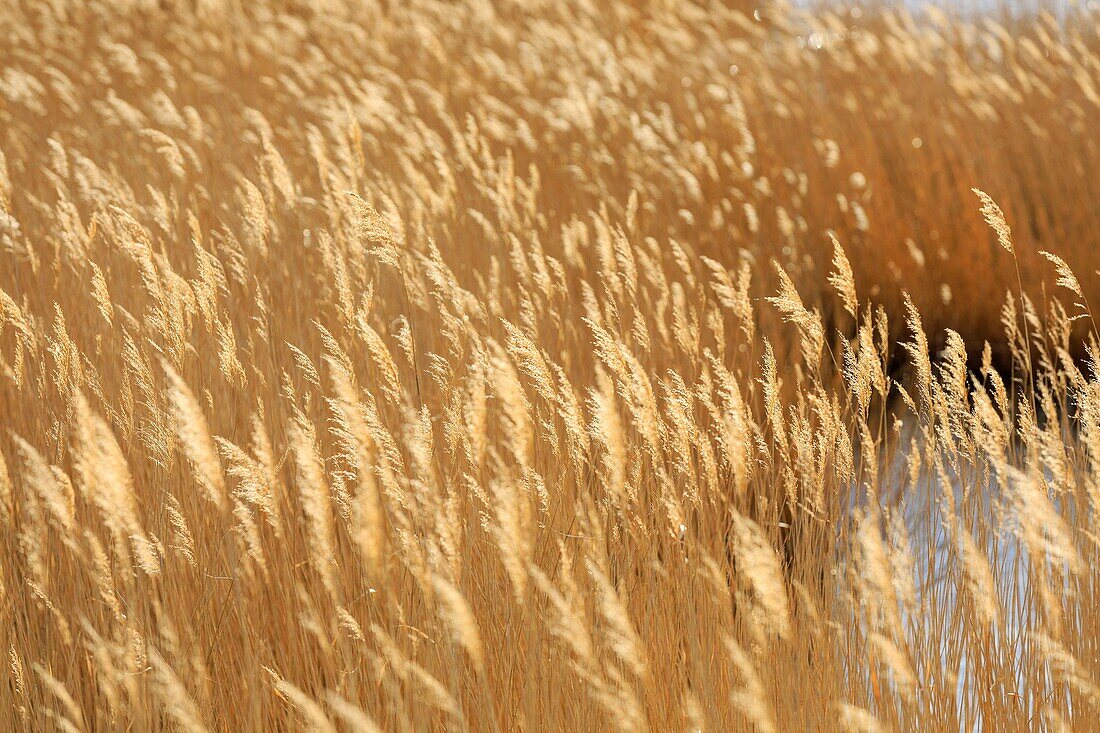 France, Bouches du Rhone, Camargue Regional Nature Park, Saintes Maries de la Mer, Sagne