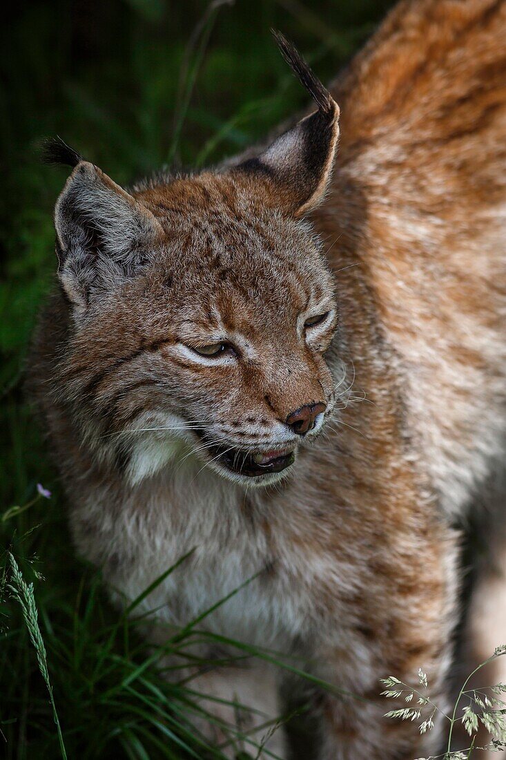 Frankreich, Haute-Garonne, Comminges, wildlebende Luchse in ihrer waldreichen Umgebung