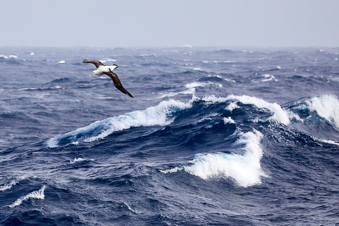 France, Indian Ocean, French Southern and Antarctic Lands listed as World Heritage by UNESCO, Wandering Albatross (Diomedea exulans), picture taken aboard the Marion Dufresne (supply ship of French Southern and Antarctic Territories) underway from Crozet Islands to Kerguelen Islands