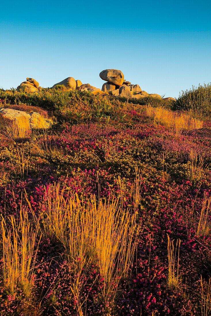 France, Cotes d'Armor, Ploumanach, Perros-Guirec, Pink granite coast, the Customs trail or GR Grande 34 hiking trail