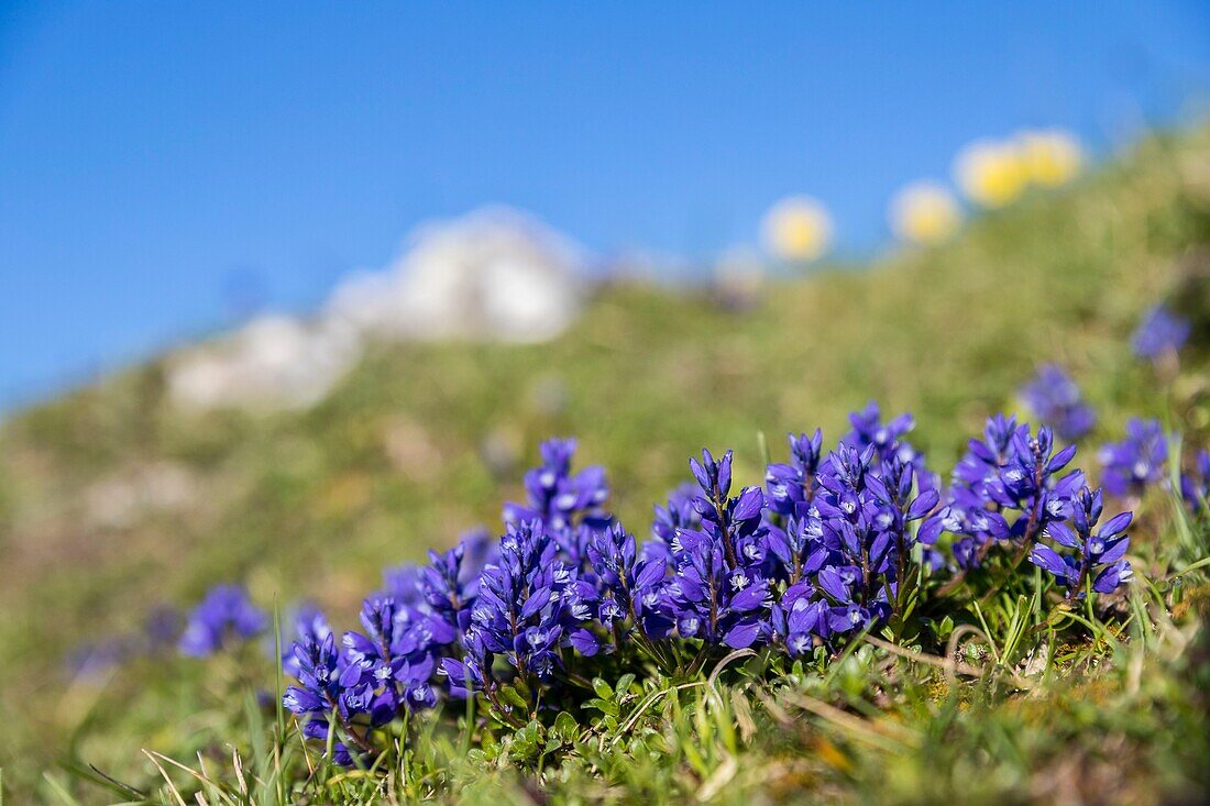 France, Drome, Vercors Regional Natural Park, plateau of Font d'Urle, chalk milkwort (Polygala calcarea)