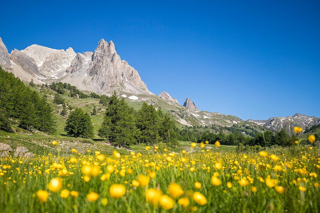France, Hautes Alpes, Nevache, La Claree valley, flowerbed of marsh marigold (Caltha palustris), in the background the massif of Cerces (3093m) and the peaks of the Main de Crepin (2942m)