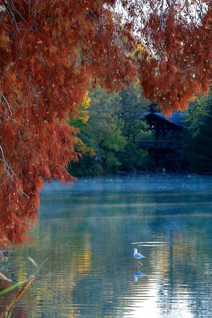 France, Rhône, Lyon, 6th arrondissement, La Tête d'Or district, Lake of the Park of La Tête d'Or