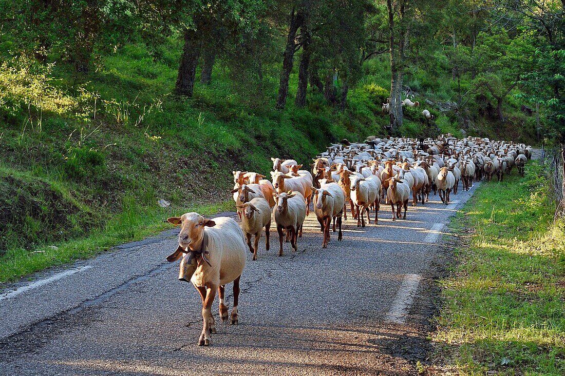 France, Var, Massif des Maures, Collobrieres, flock of sheep on the road