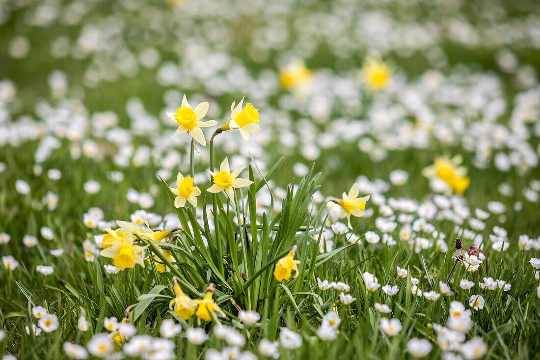 France, Drome, Vercors Regional Natural Park, plateau of Font d'Urle, Wild daffodil or Lent lily (Narcissus pseudonarcissus) and Kuepfer's Buttercup (Ranunculus kuepferi)