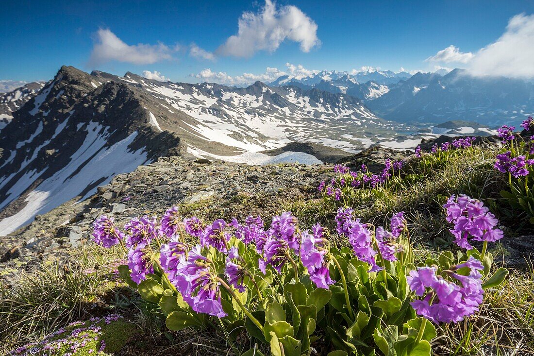 France, Hautes Alpes, Nevache, La Clarée valley, Col des Muandes (2828m), Alpine primrose (Primula latifolia)