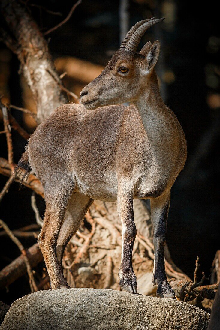 France, Haute-Garonne, Comminges, Ibex at the edge of a wood