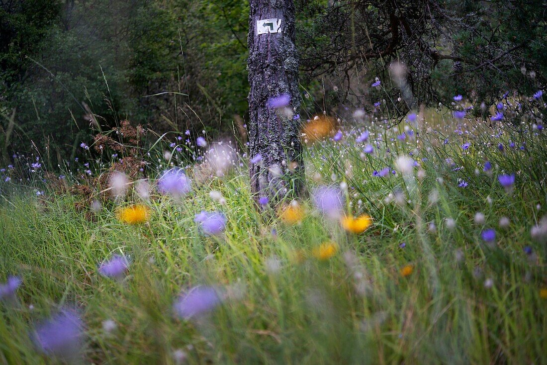 France, Drome, Vercors, Diois, Saillans, wildlife reserve of Grand Barry