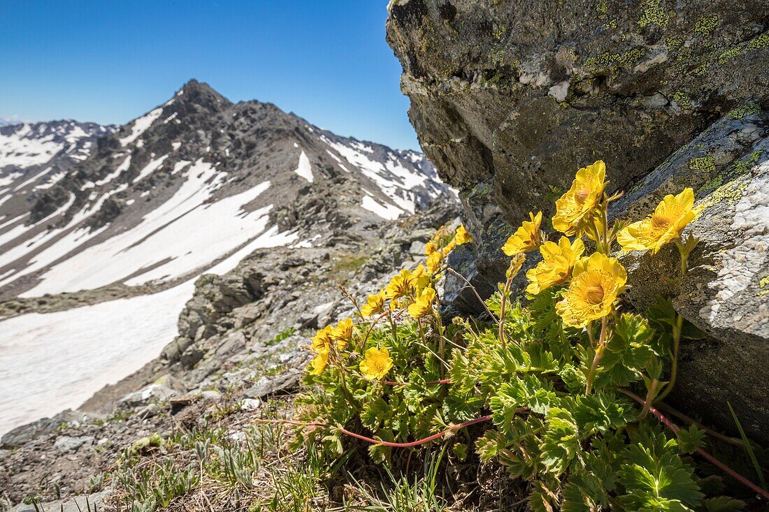 France, Hautes Alpes, Nevache, La Clarée valley, Creeping Avens flowers (Geum reptans) at Col des Muandes (2828m)