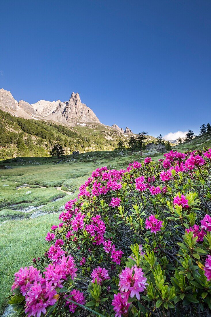 Frankreich, Hautes Alpes, Nevache, La Claree Tal, blühender Rhododendron ferruginous (Rhododendron ferrugineum), im Hintergrund das Massiv des Cerces (3093m) und die Gipfel des Main de Crepin (2942m)