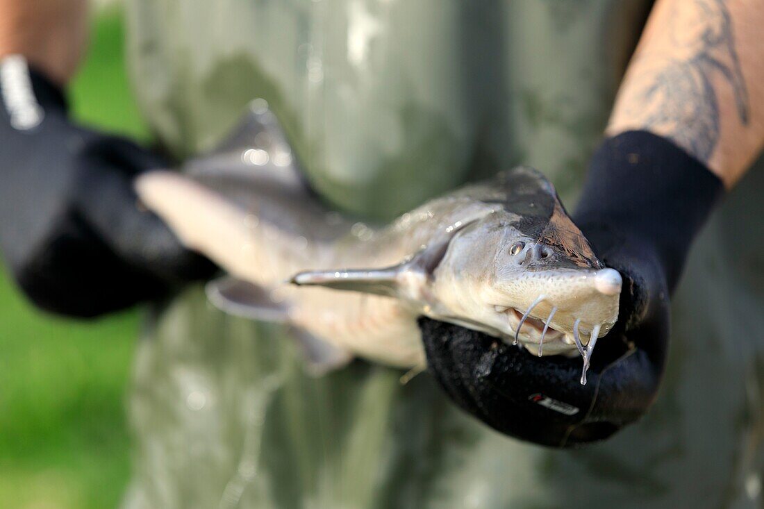 France, Bouches du Rhone, Saint Chamas, pond of Berre, Marine Farm of La Durançole, sturgeon