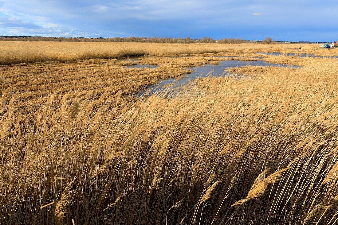 France, Bouches du Rhone, Camargue Regional Nature Park, Saintes Maries de la Mer, Sagne harvest