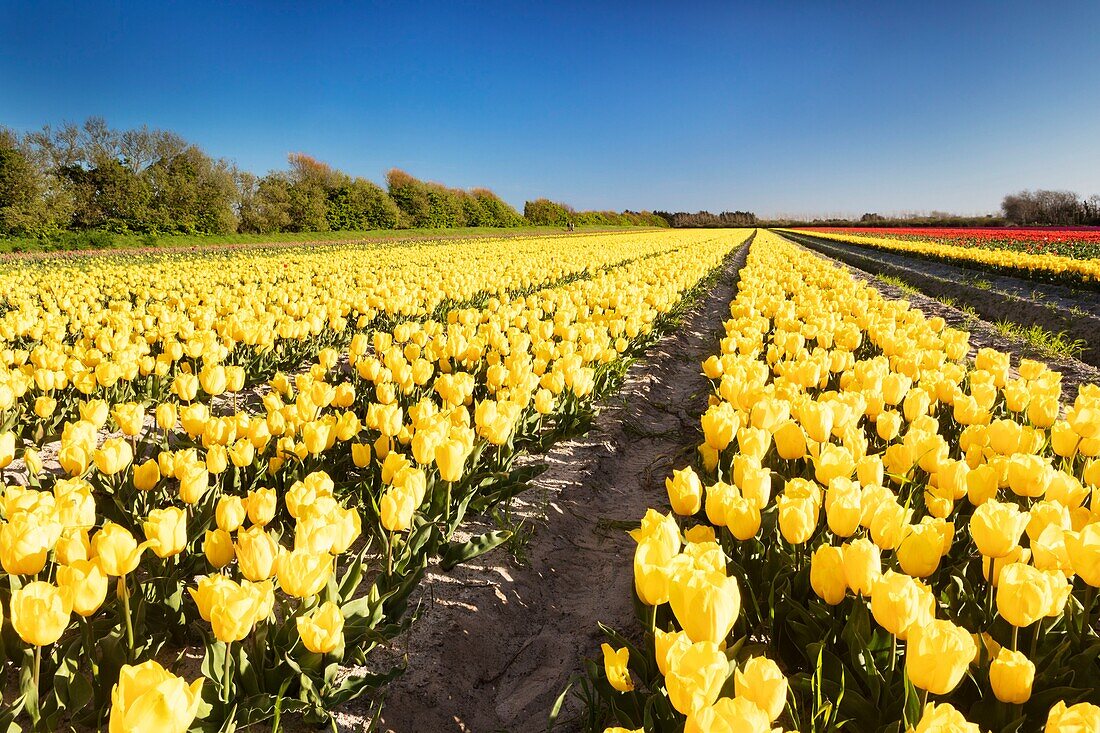 Frankreich, Finistere, Bigouden-Land, Plomeur, La Torche Tulpen- und Mohnblumenanbau