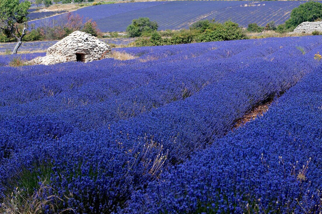 France, Drome, Ferrassieres, lavender fields, borie