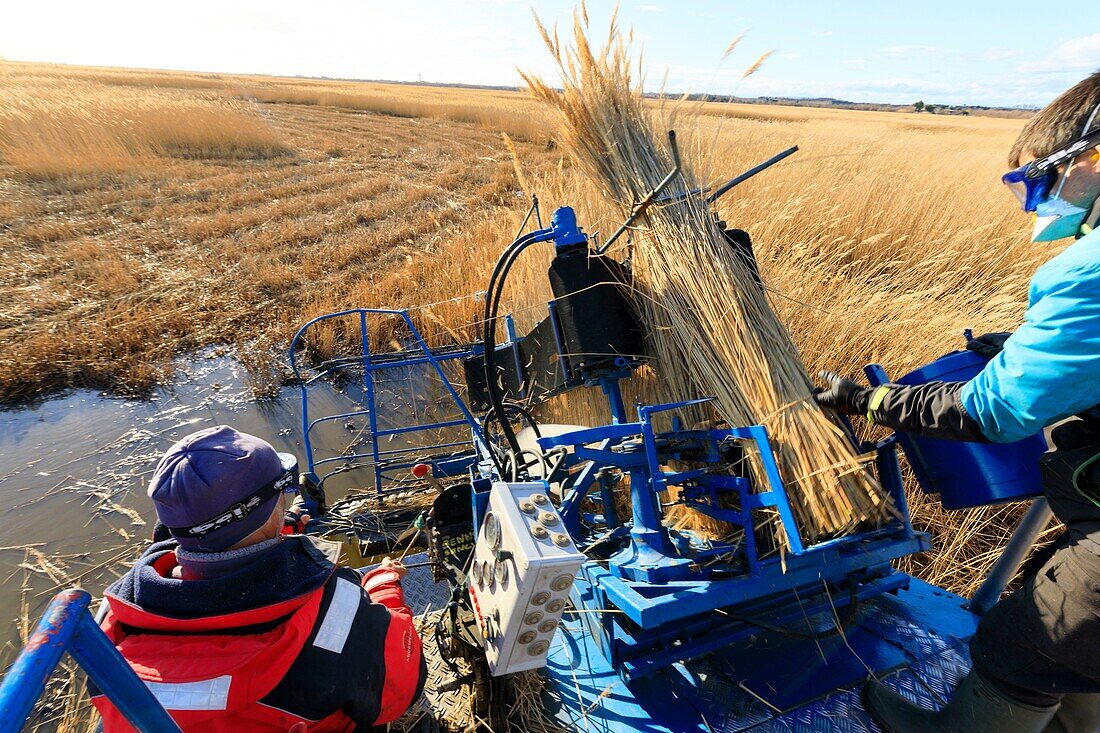 France, Bouches du Rhone, Camargue Regional Nature Park, Saintes Maries de la Mer, Sagne harvest