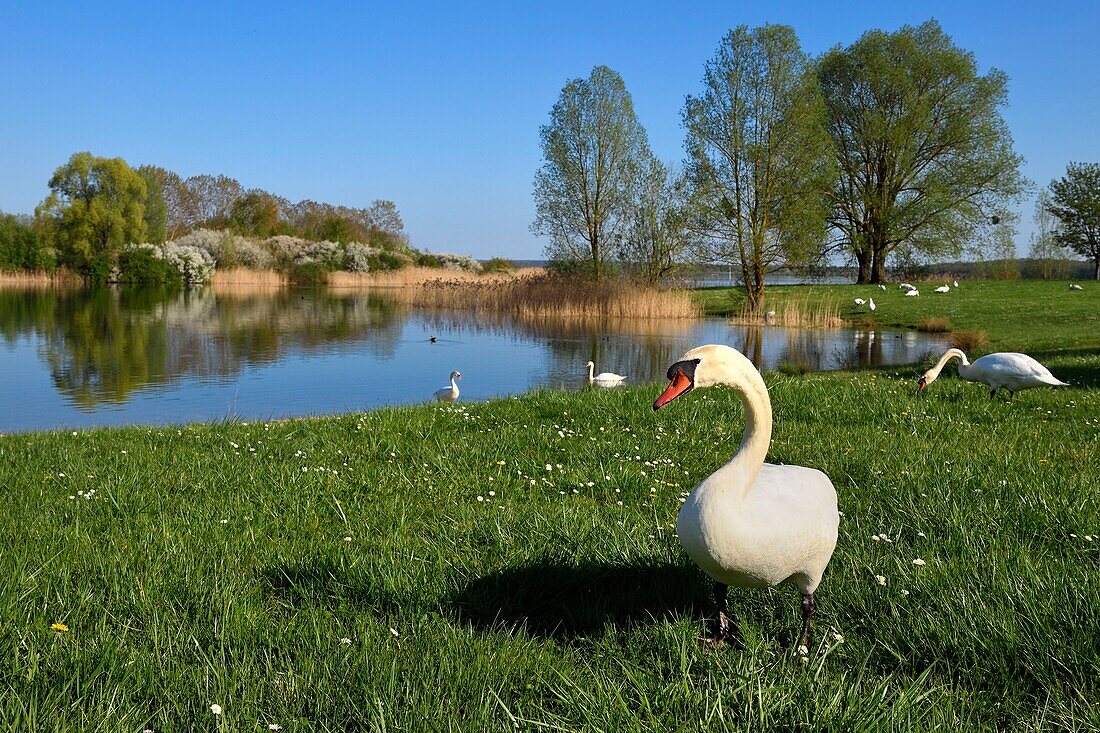 Frankreich, Maas, Regionalpark Lothringen, Cotes de Meuse, Heudicourt sous les Cotes, Schwäne auf dem See Madine