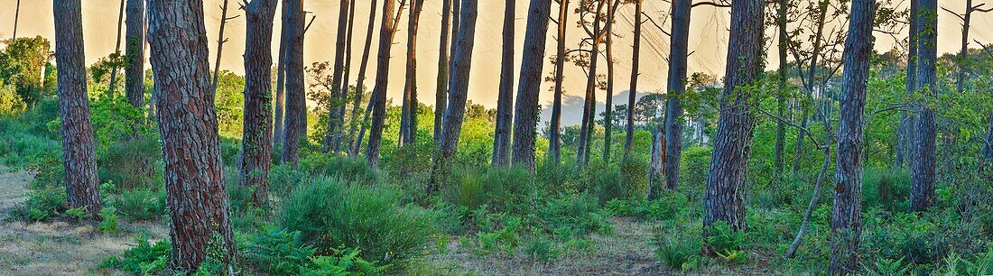 France, Gironde, Pyla-sur-Mer, La Teste de Buch, listed as Grand Site, view of the dune of the pilat at sunrise