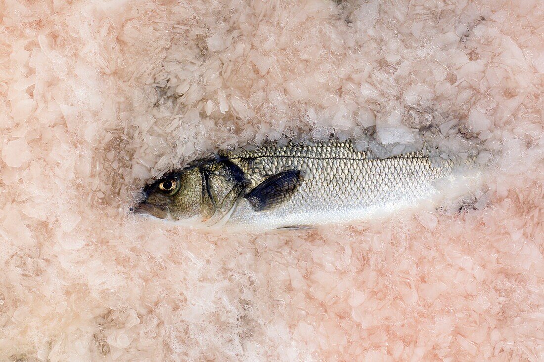 France, Bouches du Rhone, Calanques National Park, Marseille, 7th arrondissement, Frioul Islands archipelago, Pomègues island, Pomègues port, aquaculture farm, wolf breeding