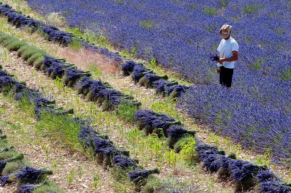 France, Drome, Ferrassieres, lavender fields, harvest