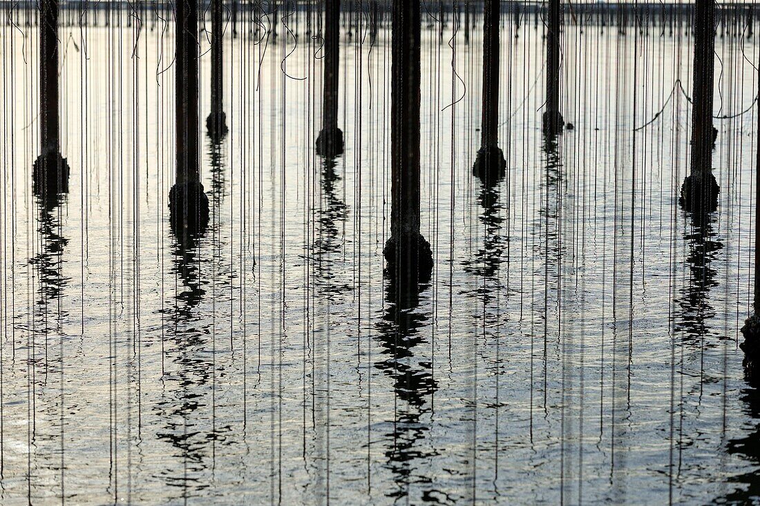 France, Bouches du Rhone, Port Saint Louis du Rhone, Carteau Cove, oyster farm, La Perle de Carteau, breeder Laurent Moreau