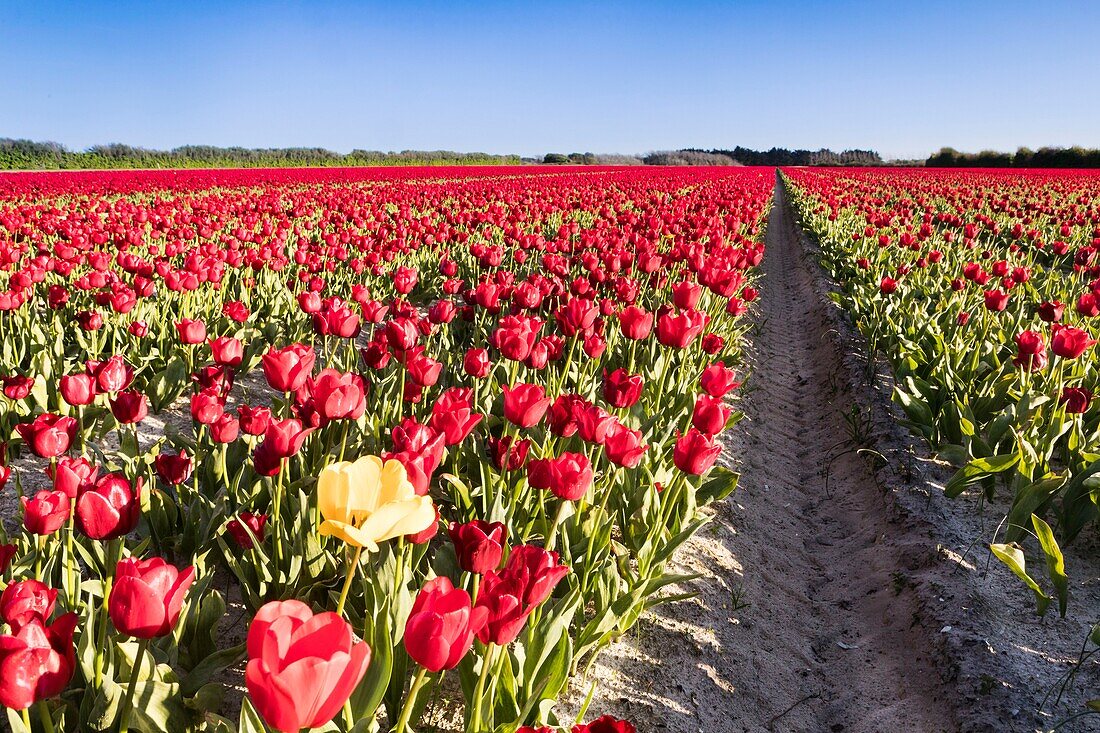 France, Finistere, Bigouden country, Plomeur, La Torche tulip and poppy flowers cultivations