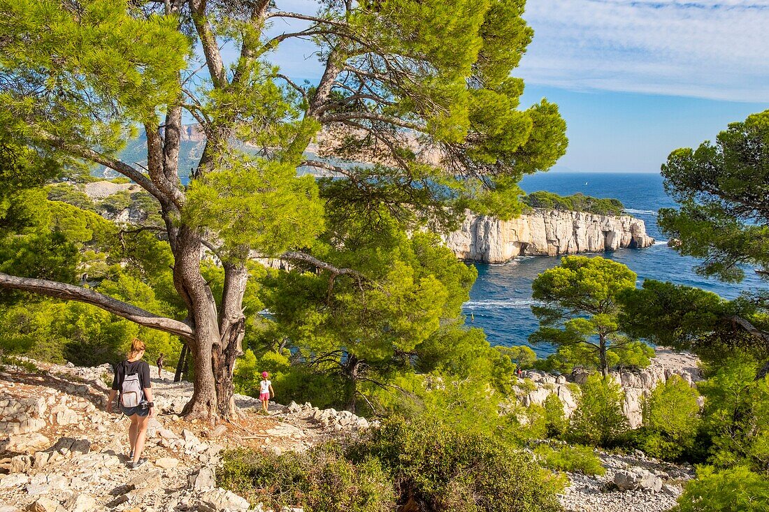 France, Bouches du Rhone, Cassis, the cove of Port Pin, Calanques National Park