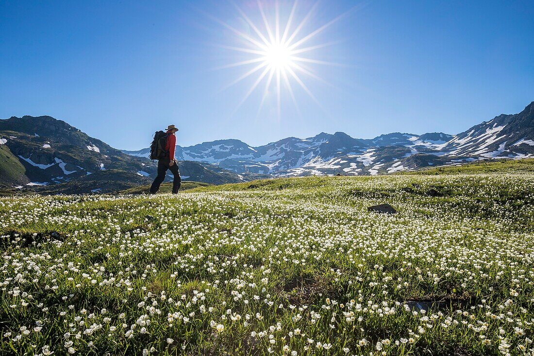 France, Hautes Alpes, Nevache, La Clarée valley, flowerbed of buttercup of Kuepfer (Ranunculus kuepferi) and walker on the GR57