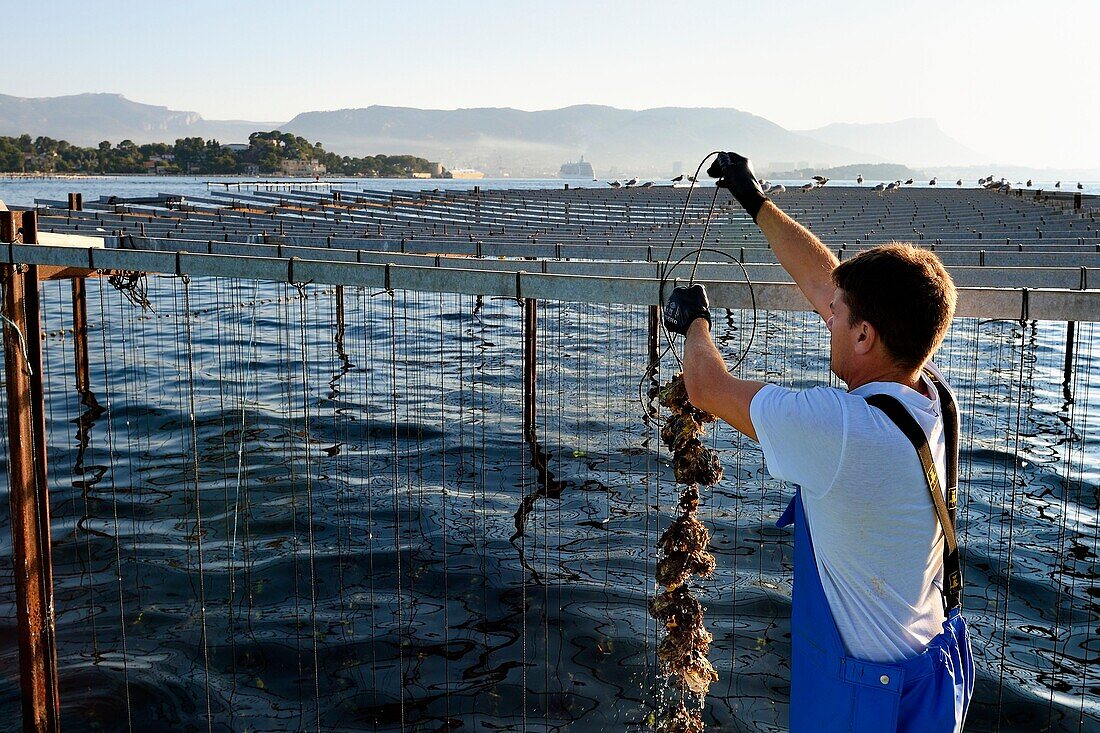 Frankreich, Var, La Seyne sur Mer, der Austernzüchter Jean Christophe Giol in der Bucht von Tamaris