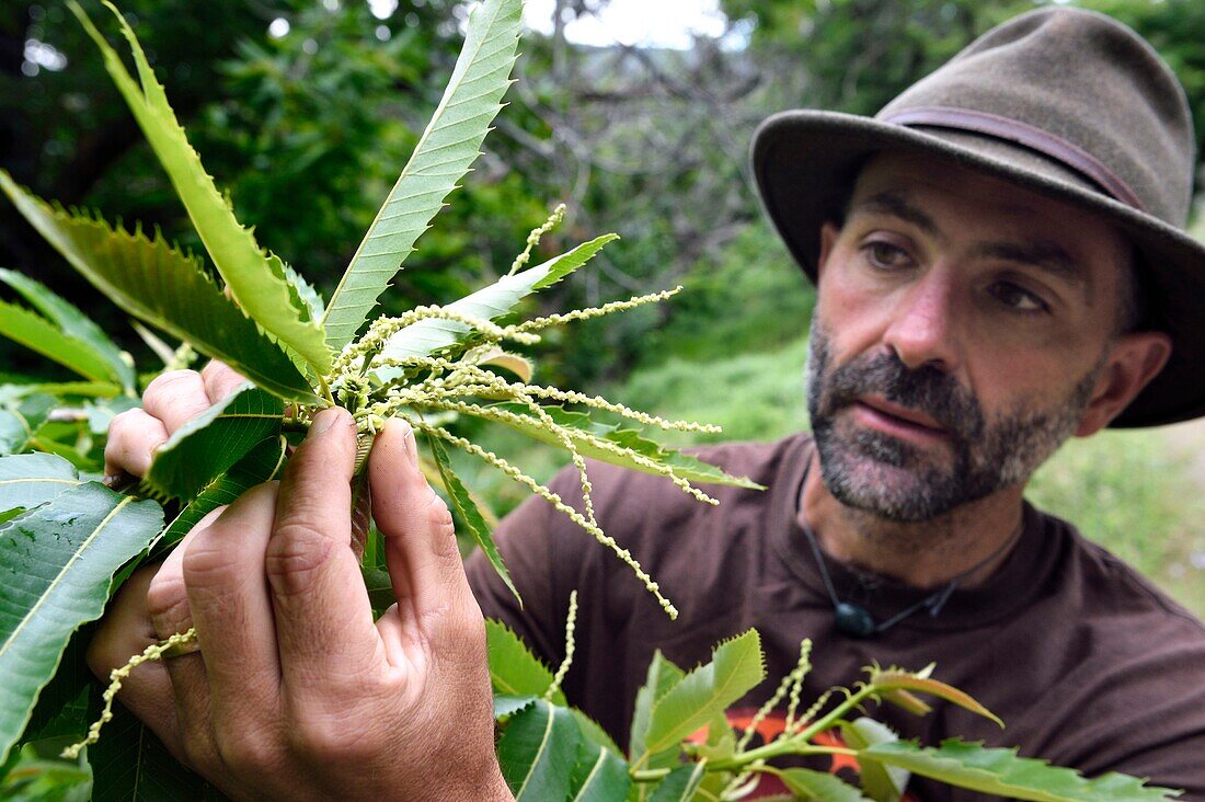 France, Var, Massif des Maures, Collobrieres, valley of the Aurier, the forester Fabien Tamboloni shows us chestnut flowers