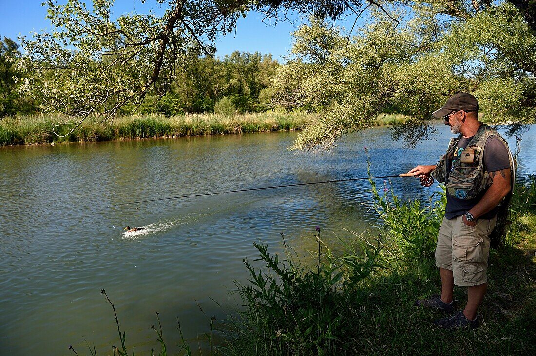 France, Alpes de Haute Provence, Parc Naturel Regional du Verdon (Natural Regional Park of Verdon), Greoux les Bains, trout fishing on the banks of the Verdon river