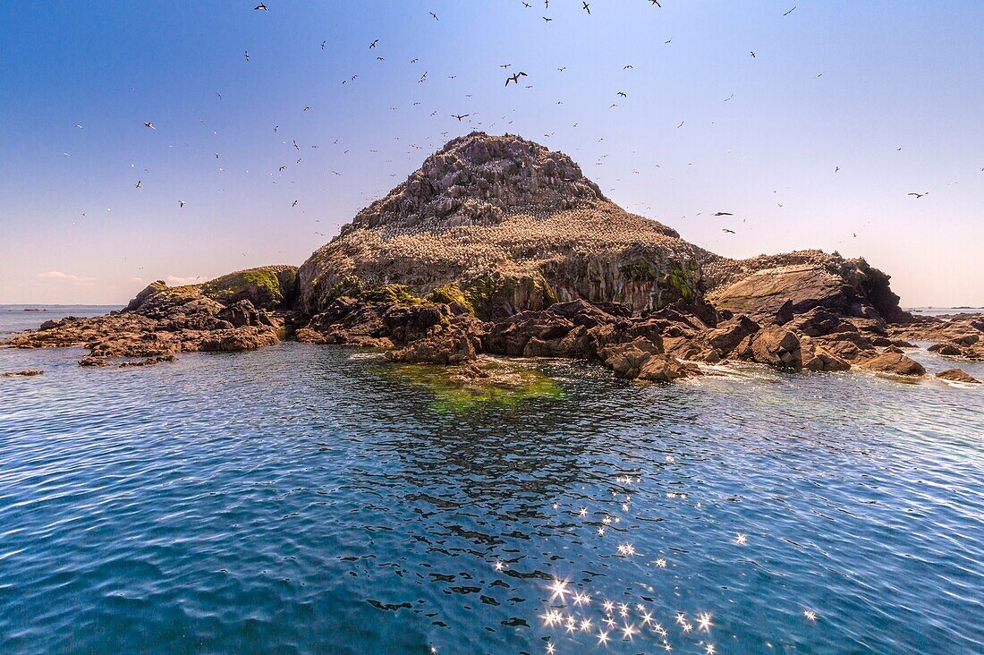 France, Cotes d'Armor, Perros Guirec, colony of gannets (Morus bassanus) on Rouzic island in the Sept Îles nature reserve