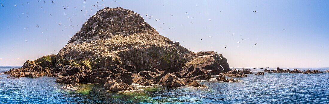 Frankreich, Cotes d'Armor, Perros Guirec, Kolonie von Basstölpeln (Morus bassanus) auf der Insel Rouzic im Naturschutzgebiet Sept Îles