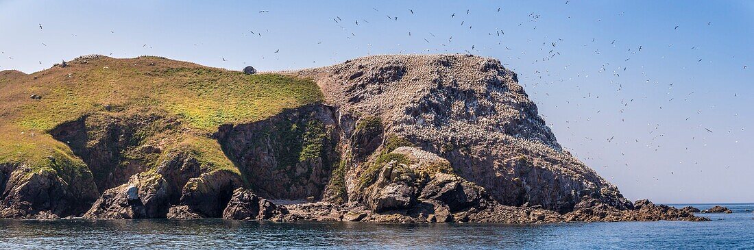 France, Cotes d'Armor, Perros Guirec, colony of gannets (Morus bassanus) on Rouzic island in the Sept Îles nature reserve