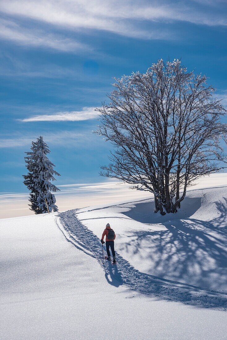 France, Jura, GTJ, great crossing of the Jura on snowshoes, crossing majestic landscapes laden with snow towards Molunes