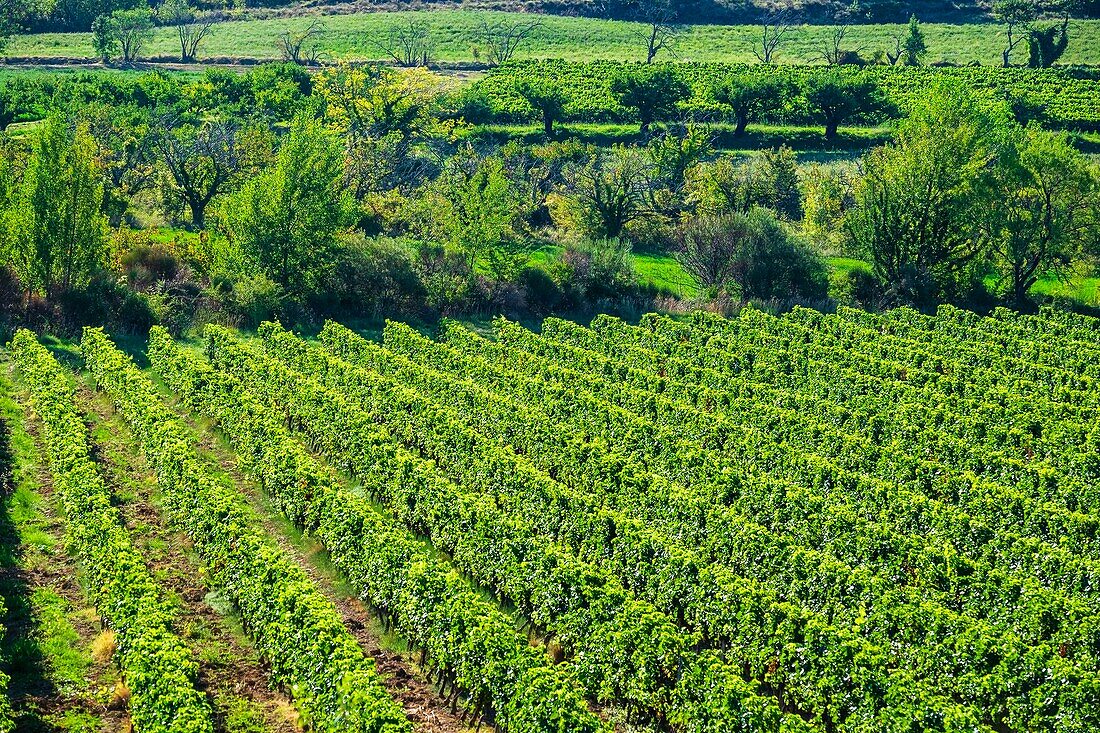 Frankreich, Ardeche, Lussas, Ardeche-Weinberg