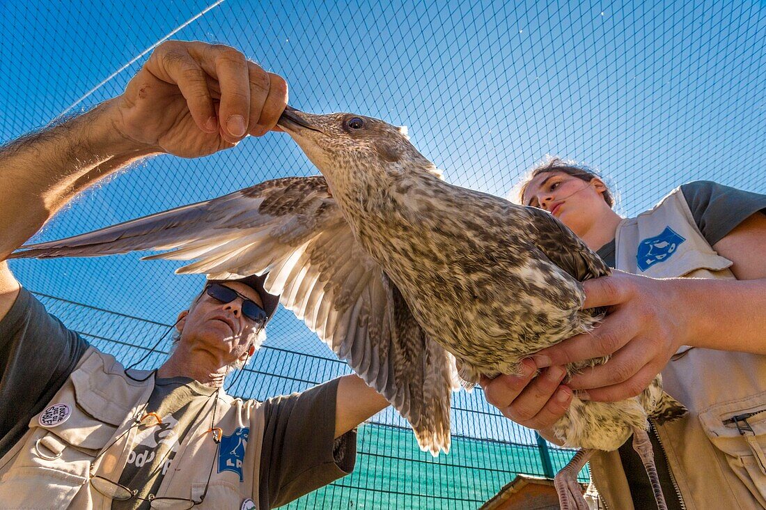 France, Cotes d'Armor, Pink Granite Coast, Pleumeur Bodou, Grande Island, Ornithological Station of the League of Protection of Birds (LPO), counting, weighing, census and ringing of Brown Gulls (Larus fuscus) and Herring Gulls (Larus argentatus) before releasing larger ones