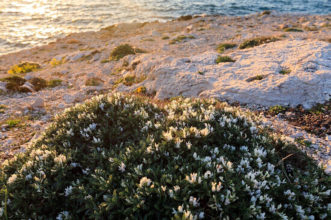 France, Bouches du Rhone, Calanques National Park, Marseille, 8th arrondissement, Les Goudes district, Anse de La Maronaise, Astragalus de Marseille (Astragalus tragacantha)