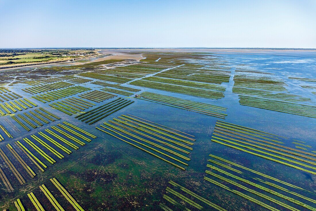 France, Calvados, Grandcamp Maisy, tractor in oyster farms in the Vire river estuary (aerial view)