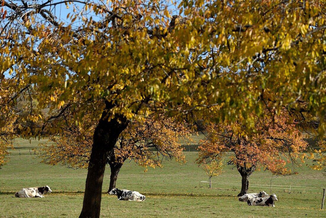 Frankreich, Doubs, Vandoncourt, Obstgärten, Kühe grasen unter den Obstbäumen